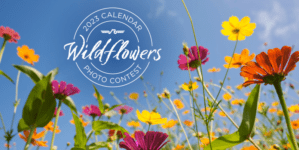 Wild Flowers 2023 Calendar Photo Contest: Win a $500 gift card
